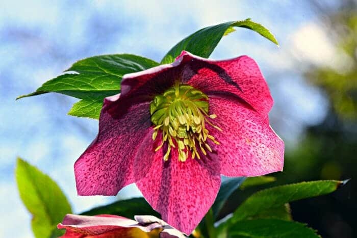 Lenten Rose