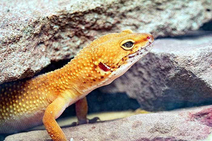 Leopard Gecko Lifespan