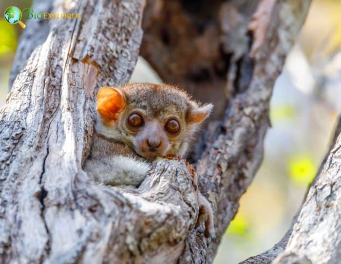 Lepilemur Ahmansonorum