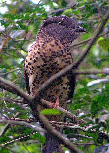 Leptosomiformes Bird