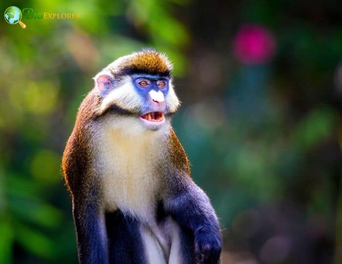 Lesser Spotted-nosed Monkey