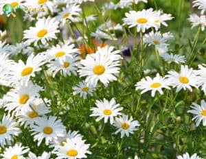 Leucanthemum X Superbum