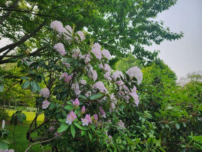 Light Lavender Azaleas