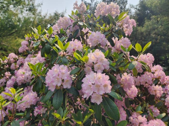 Light Pink Azaleas