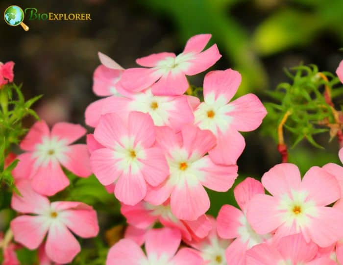 Light Pink Drummond’s Phlox Flowers