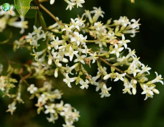 Ligustrum Vulgare