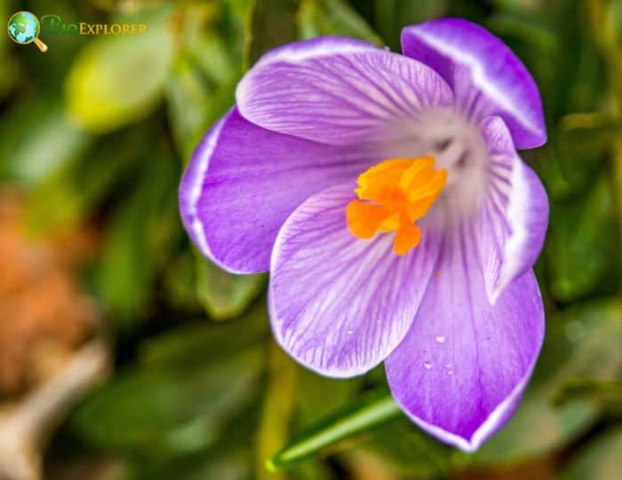 Lilac Crocus Flower