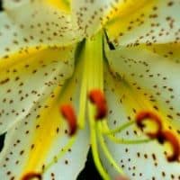 Lilium auratum