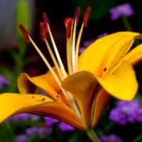 Lilium canadense