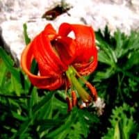 Lilium carniolicum