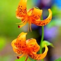 Lilium debile