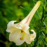 Lilium formosanum