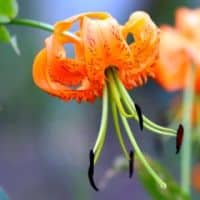 Lilium henryi