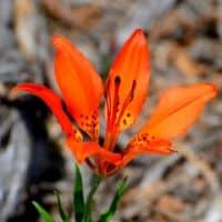 Lilium philadelphicum