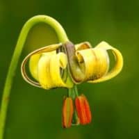 Lilium pyrenaicum