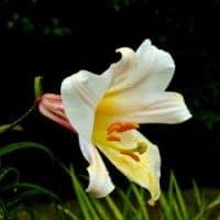 Lilium regale