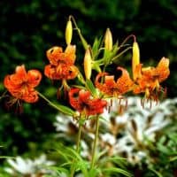 Lilium superbum