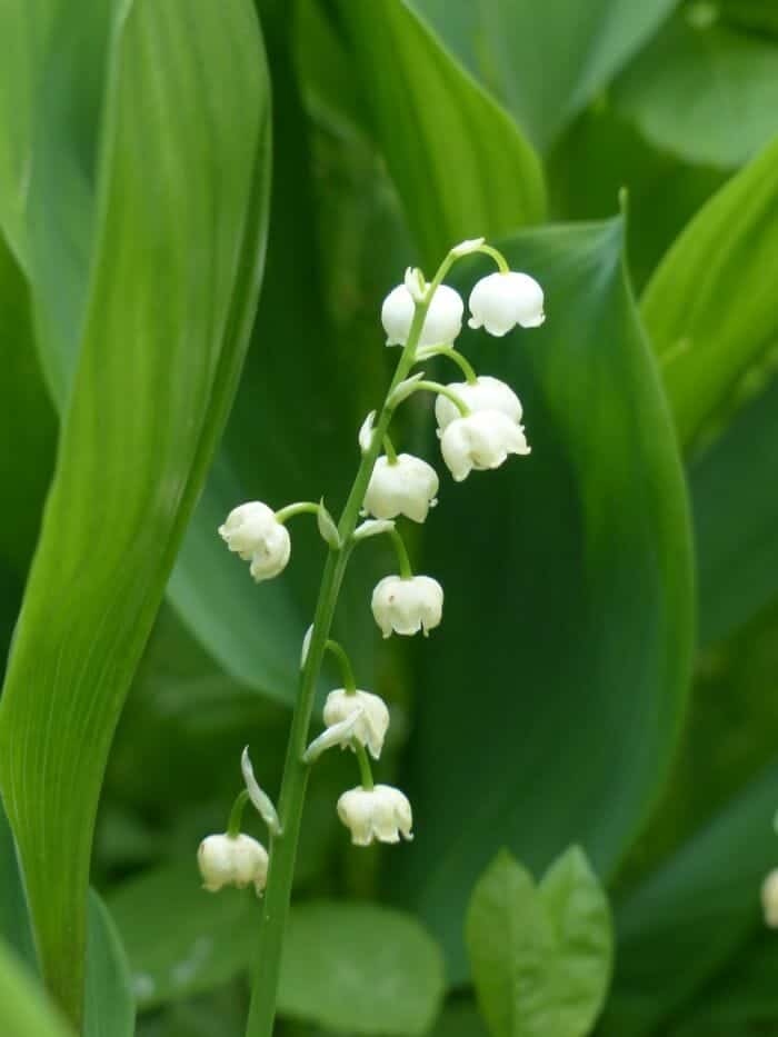 Lily Of The Valley