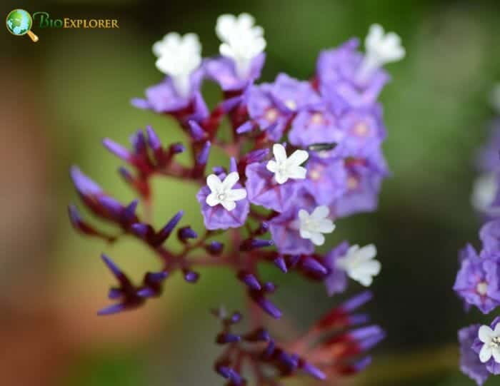 Limonium Sinuatum