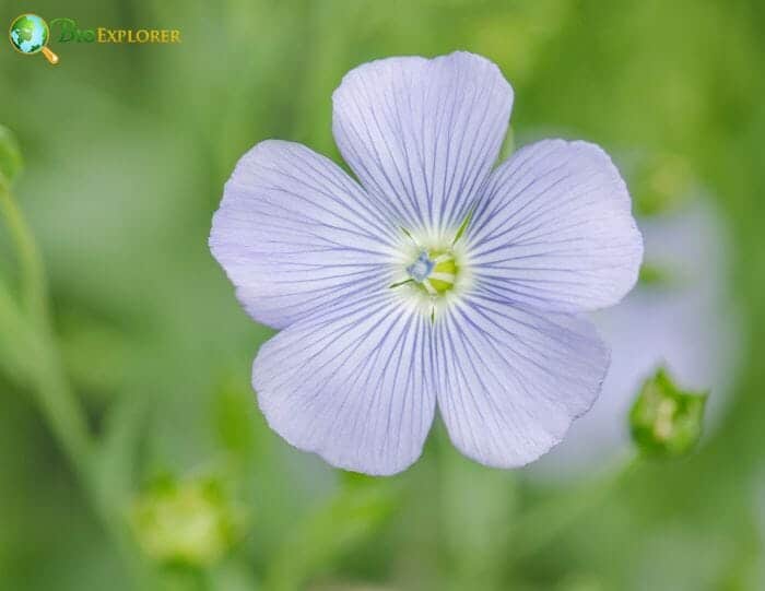 Linum Perenne