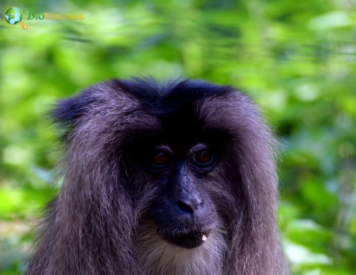 Lion Tailed Macaque 