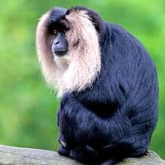 Lion-tailed Macaque