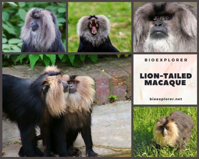 Lion Tailed Macaque