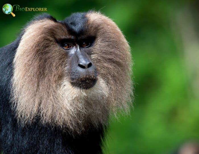 Lion Tailed Macaque