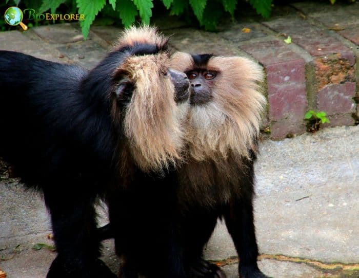 Lion Tailed Macaques