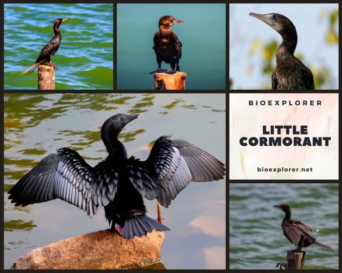 Little Cormorant