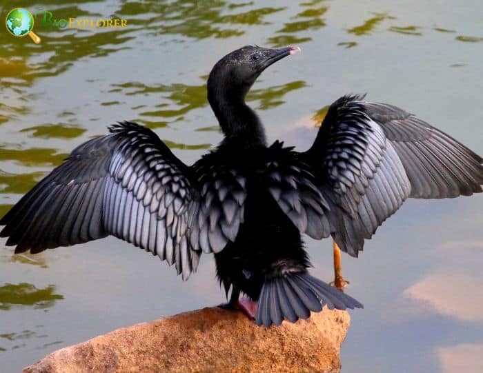 Little Cormorant