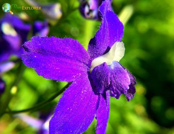 Little Larkspur