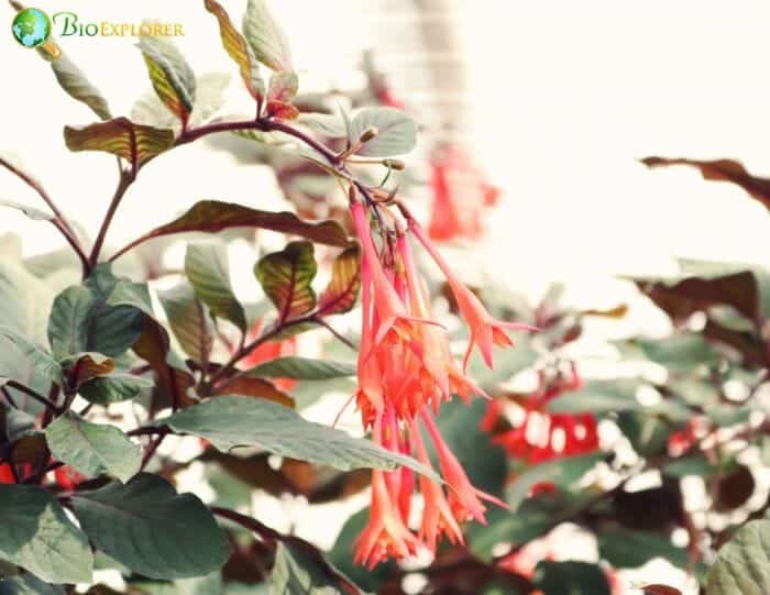 Lonicera Japonica