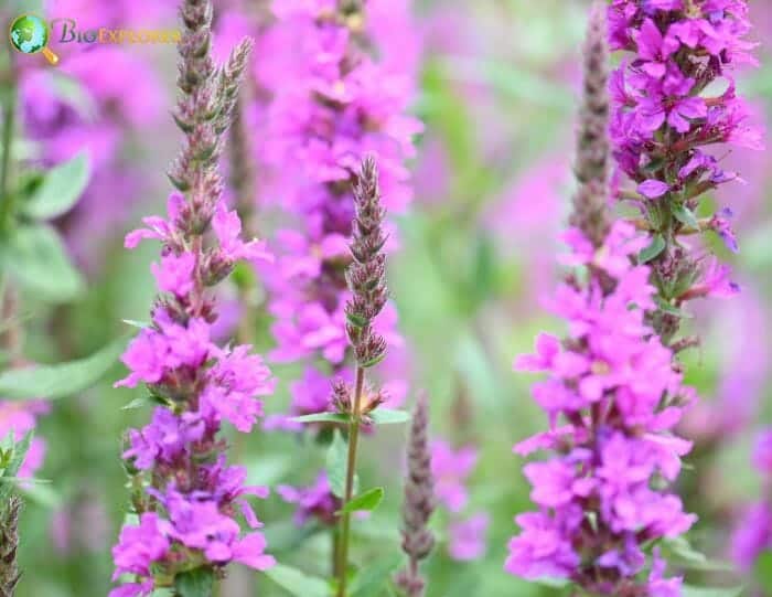 Loosestrife Flowers