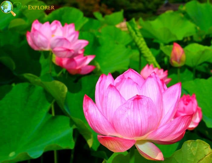 Lotus Symbolism In Spirituality