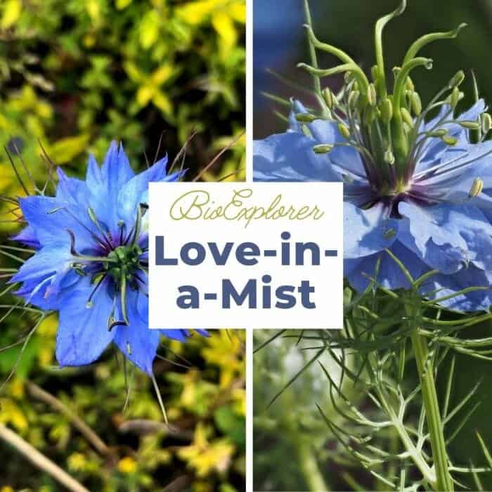 Love In A Mist