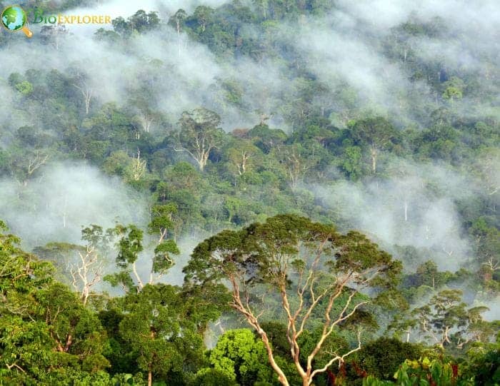 Lowland Rainforests Of Malaysia