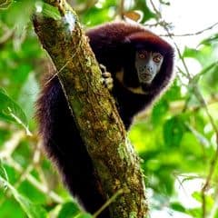 Yellow-handed Titi