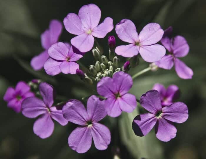 Lunaria Annua Flowers