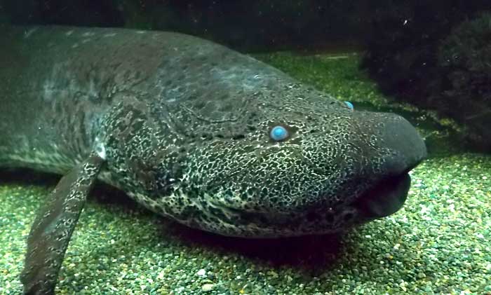 Lungfish