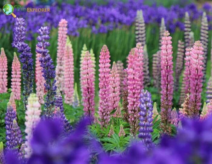 Lupinus Polyphyllus