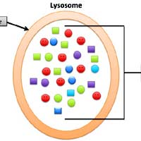 Lysosome