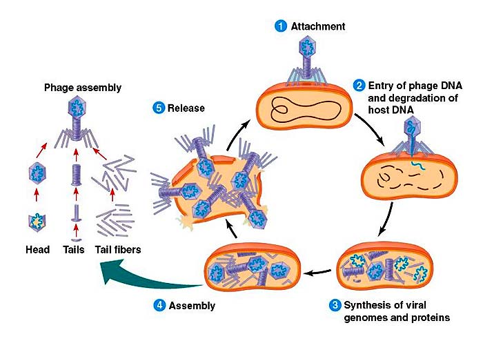 Lytic Cycle