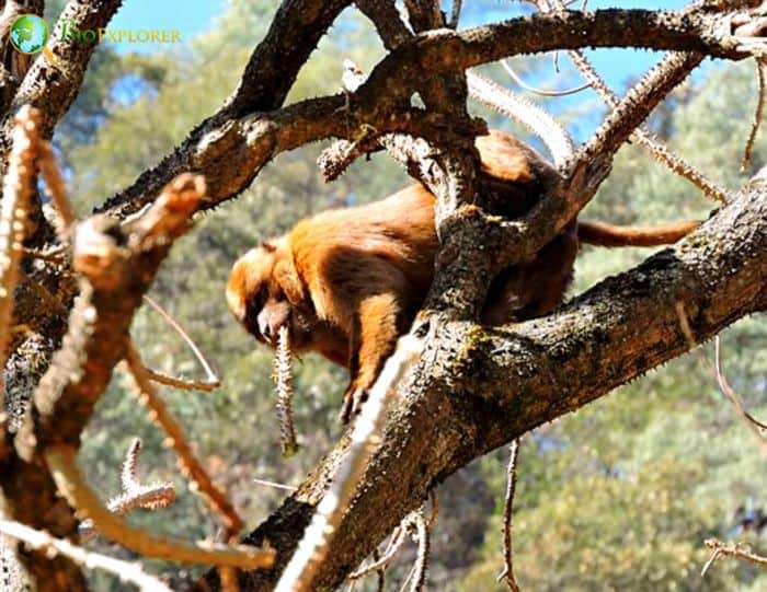 Macaca Munzala