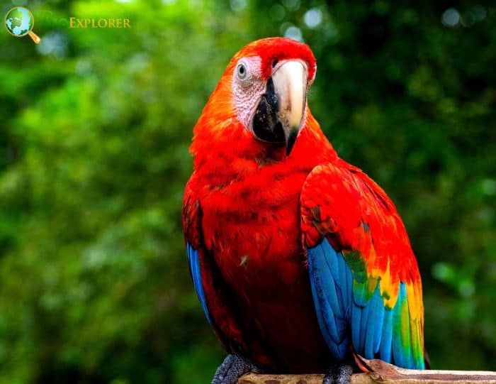 Macaw In Rainforest