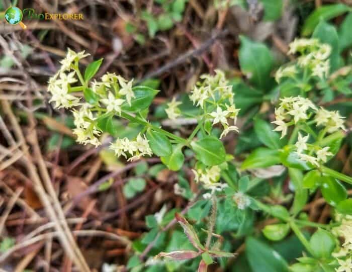 Madder Flowers