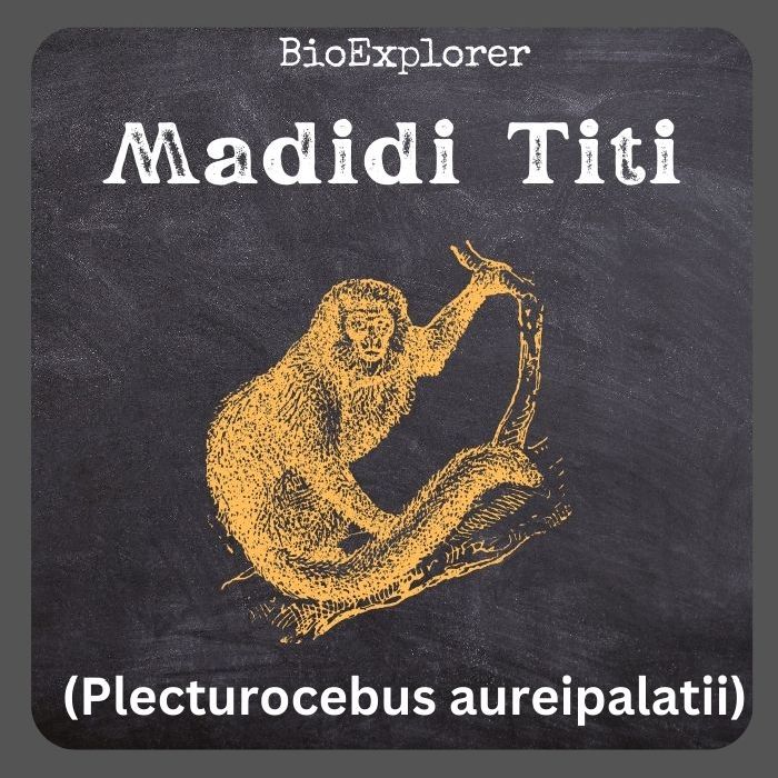 Madidi Titi