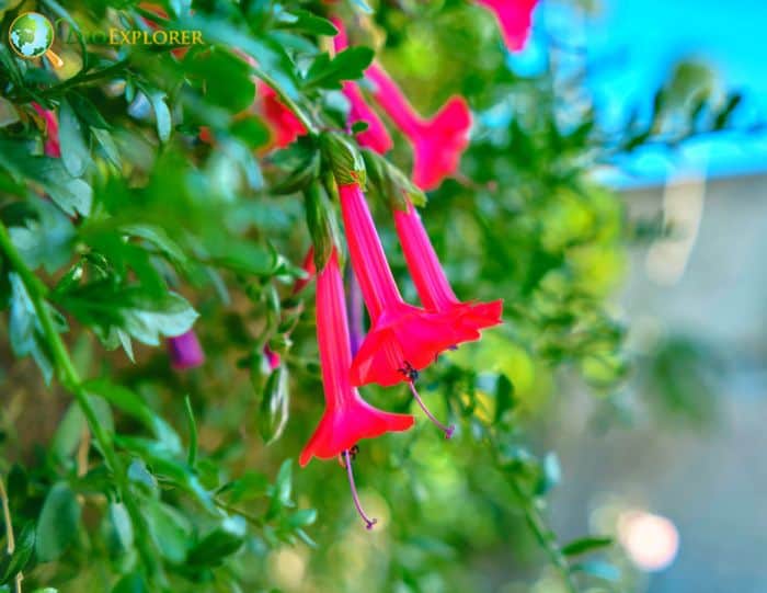 Magic Flower Of The Incas