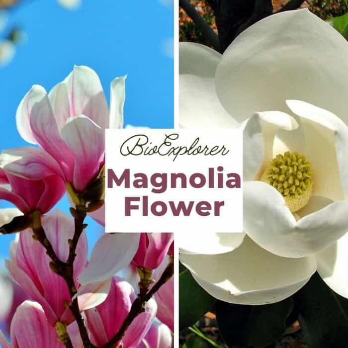 Magnolia