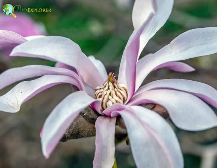 Magnolia Stellata